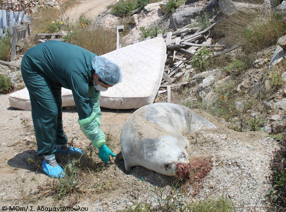 Νεκρή μεσογειακή φώκια από δυναμίτη στην Πάρο